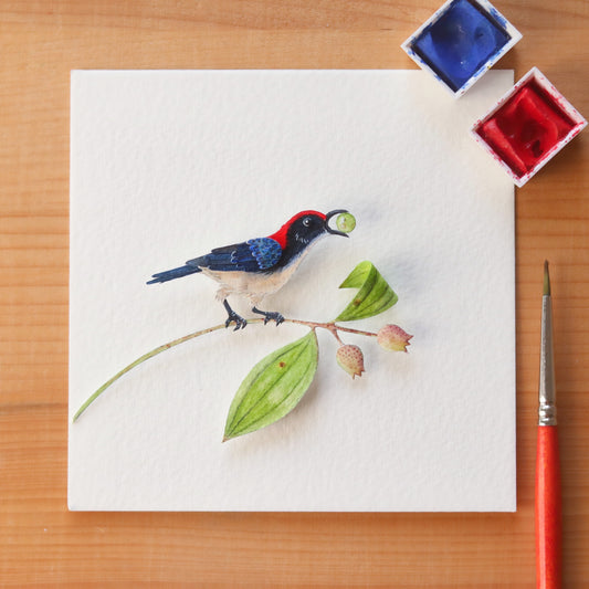 Scarlet Backed Flowerpecker