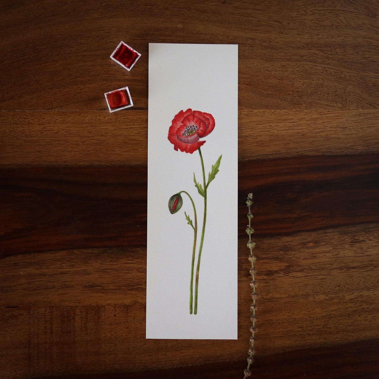 Poppy Flower - Original botanical illustration