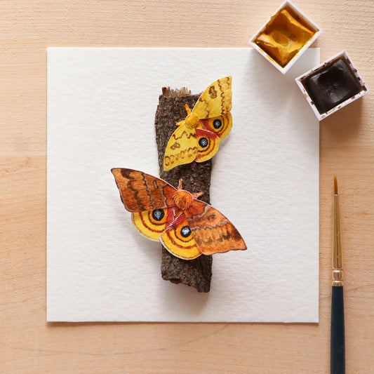 Io Moth