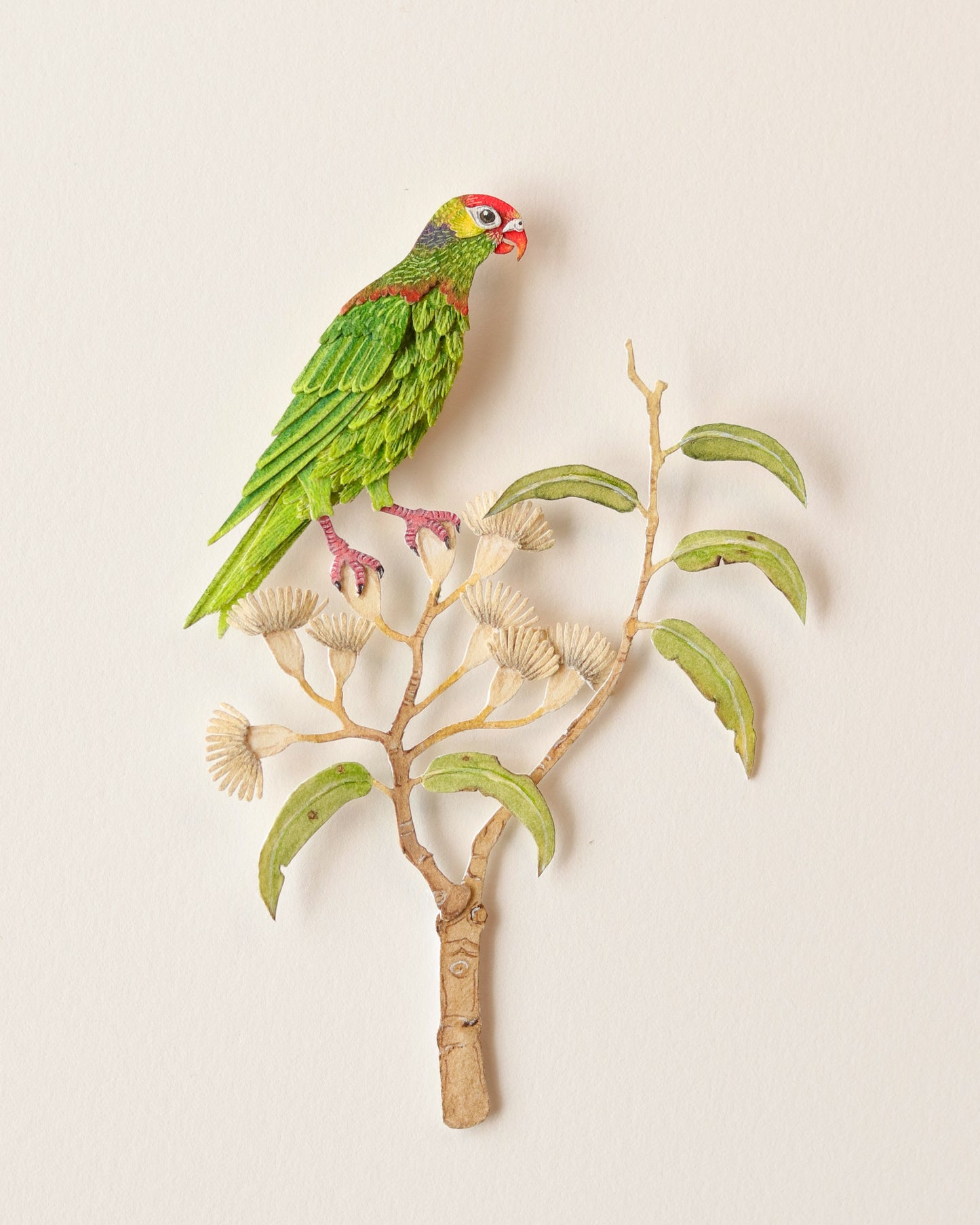 Varied lorikeet