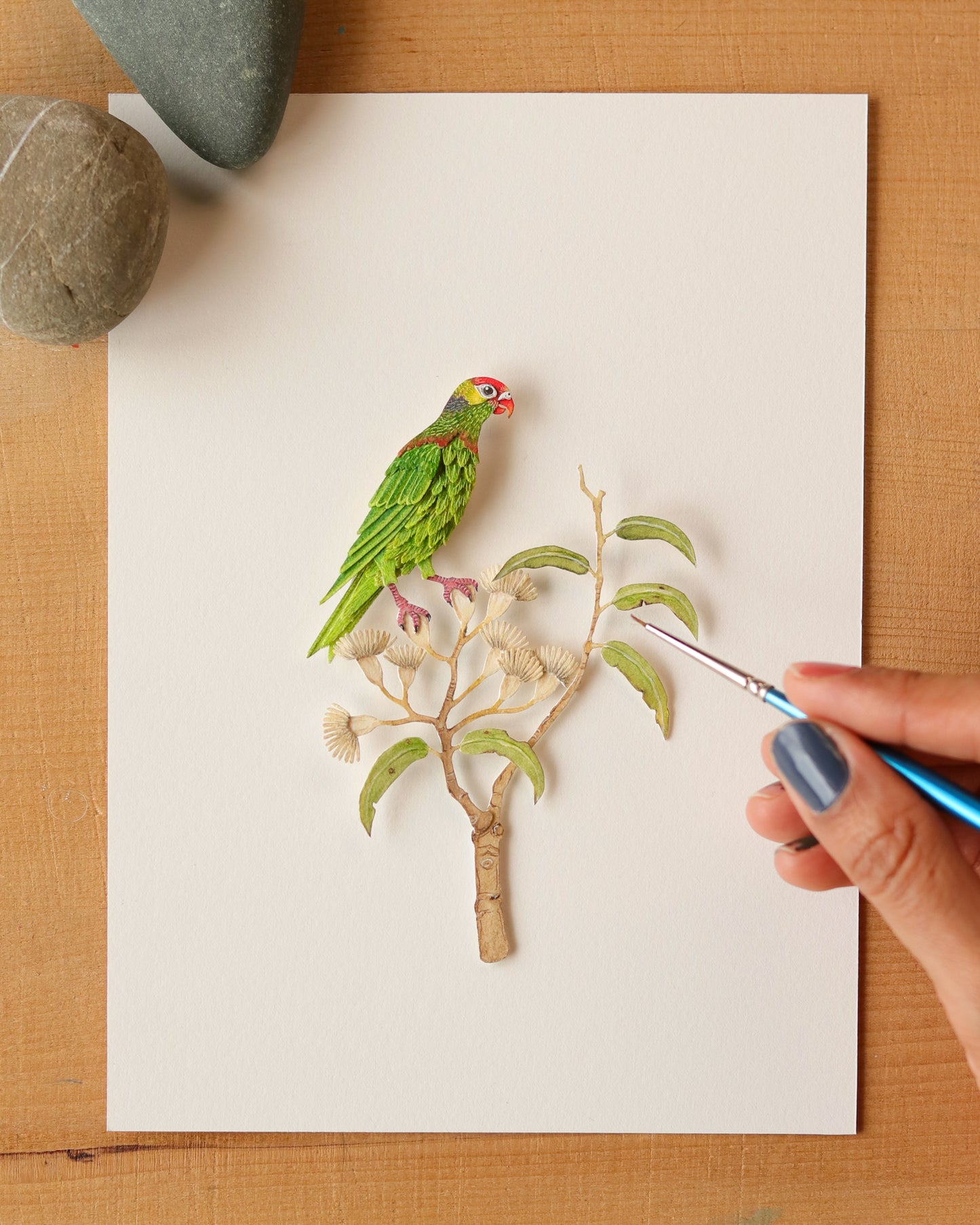 Varied lorikeet