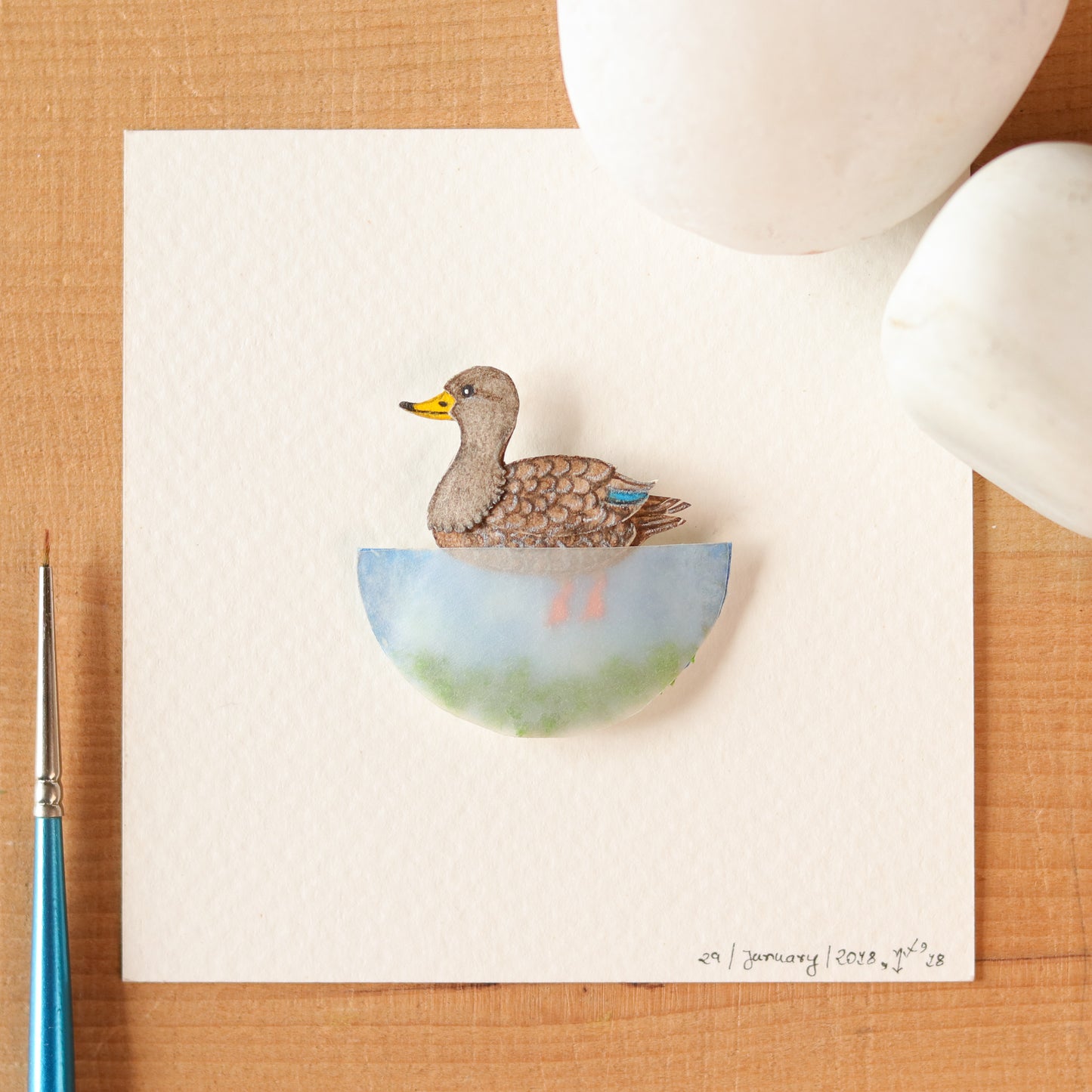 American Black duck