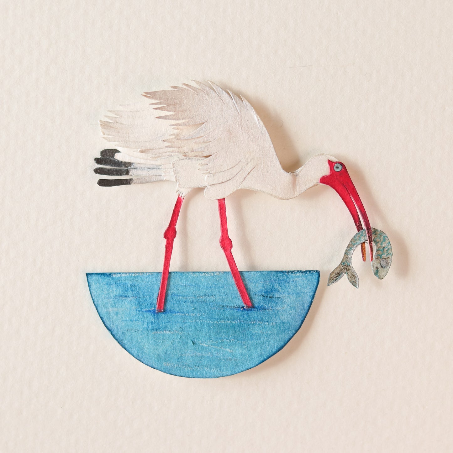 American white Ibis