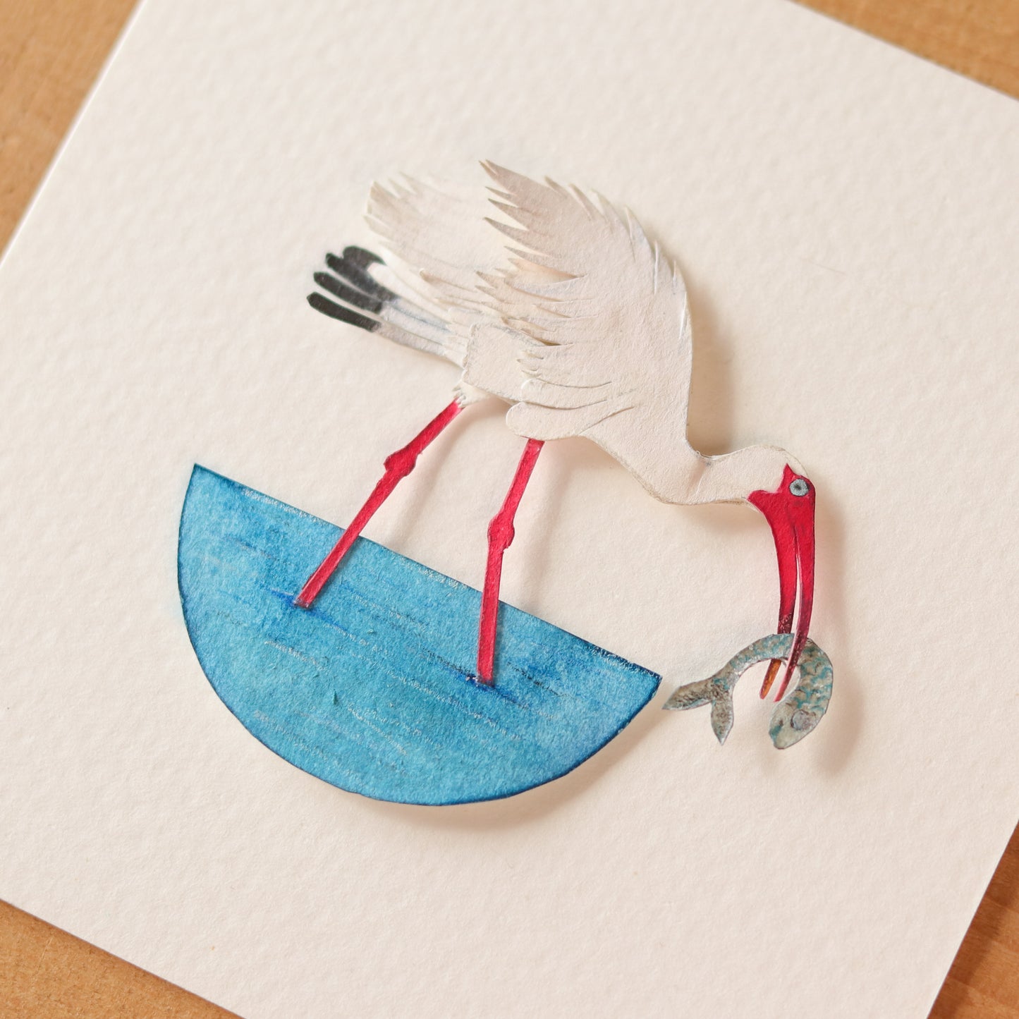 American white Ibis