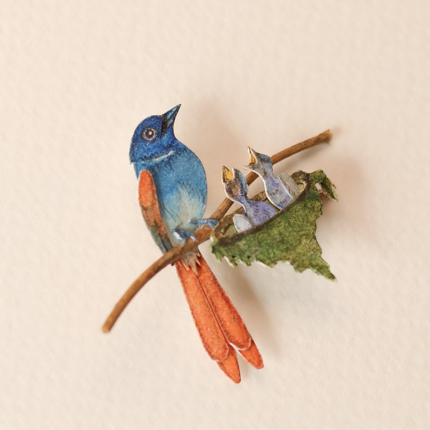 Asian paradise Flycatcher