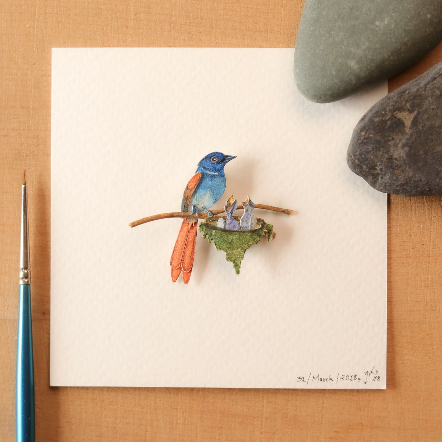Asian paradise Flycatcher