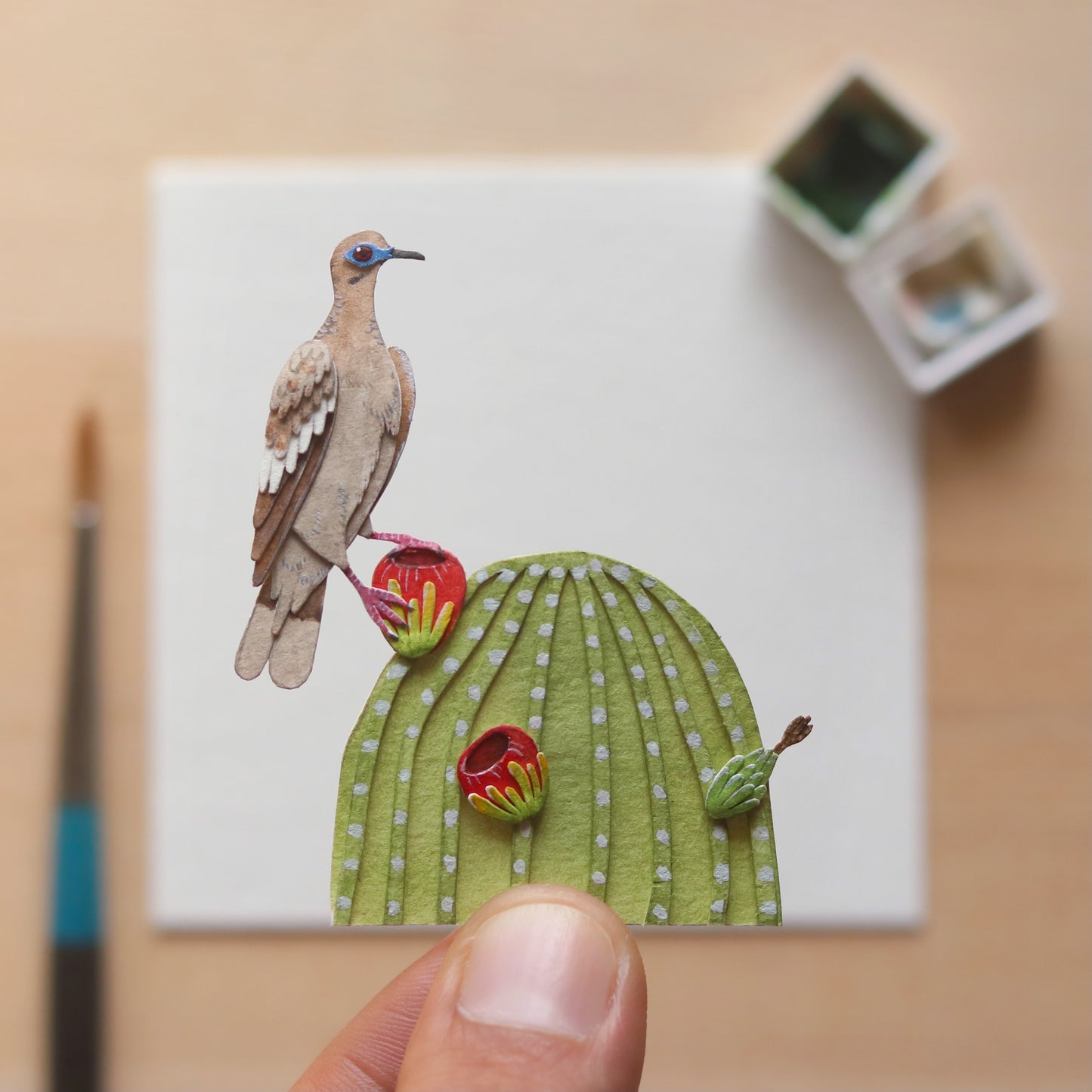 White winged dove