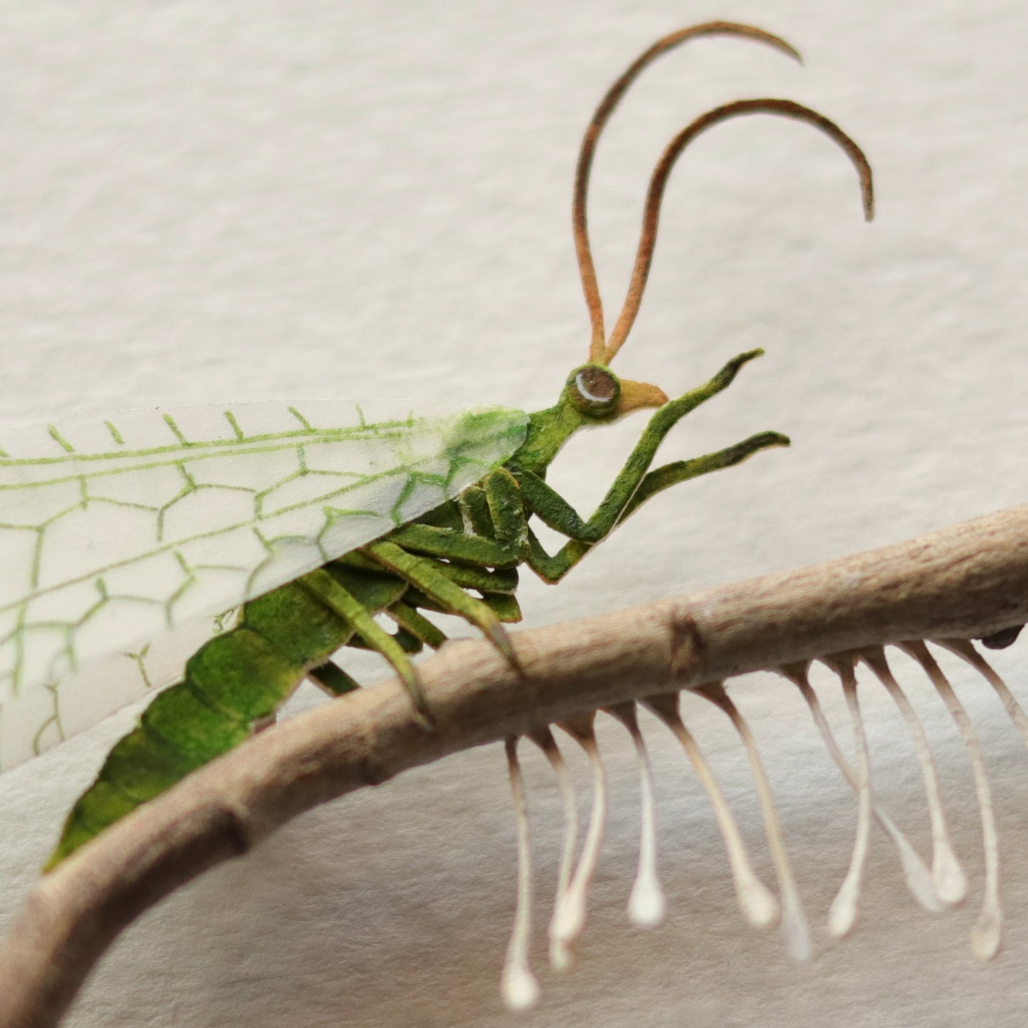 Green lacewing