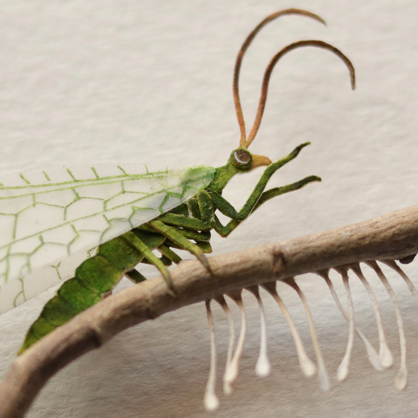 Green lacewing