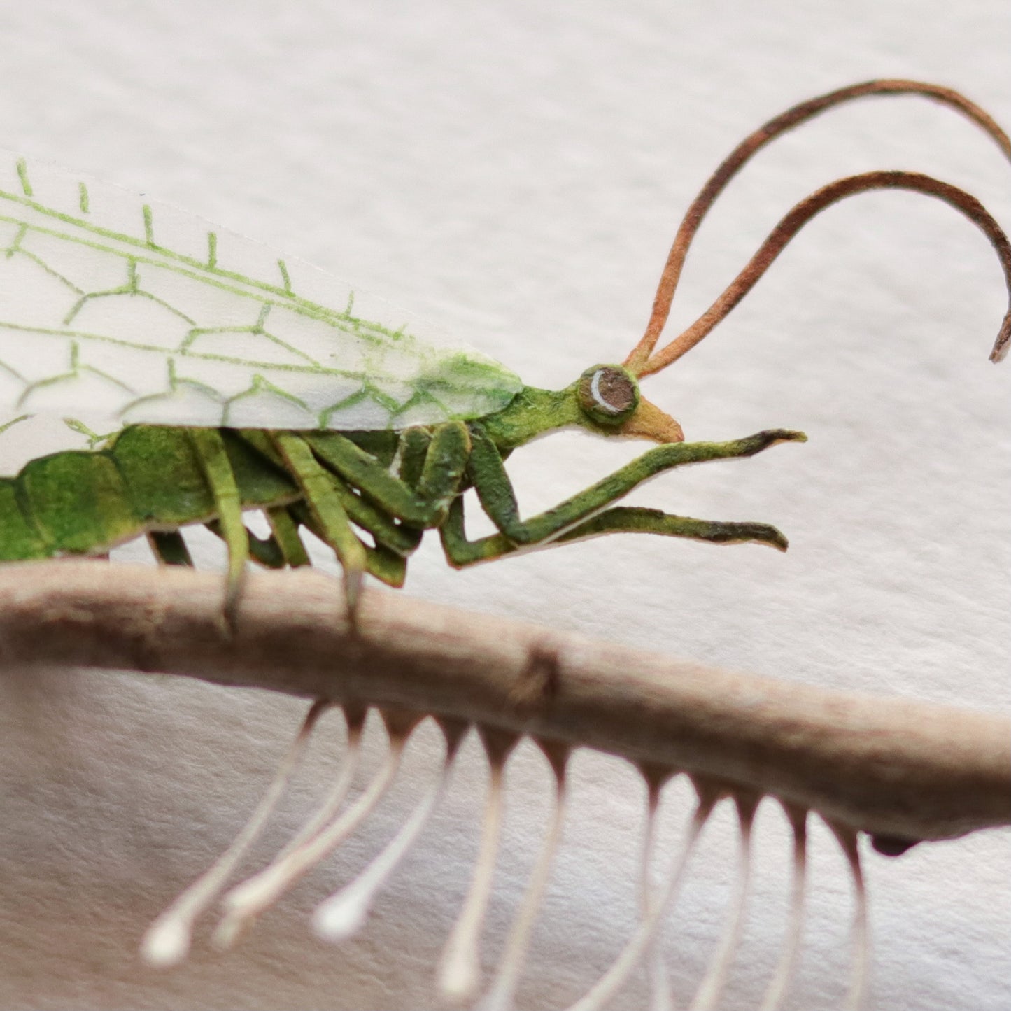 Green lacewing