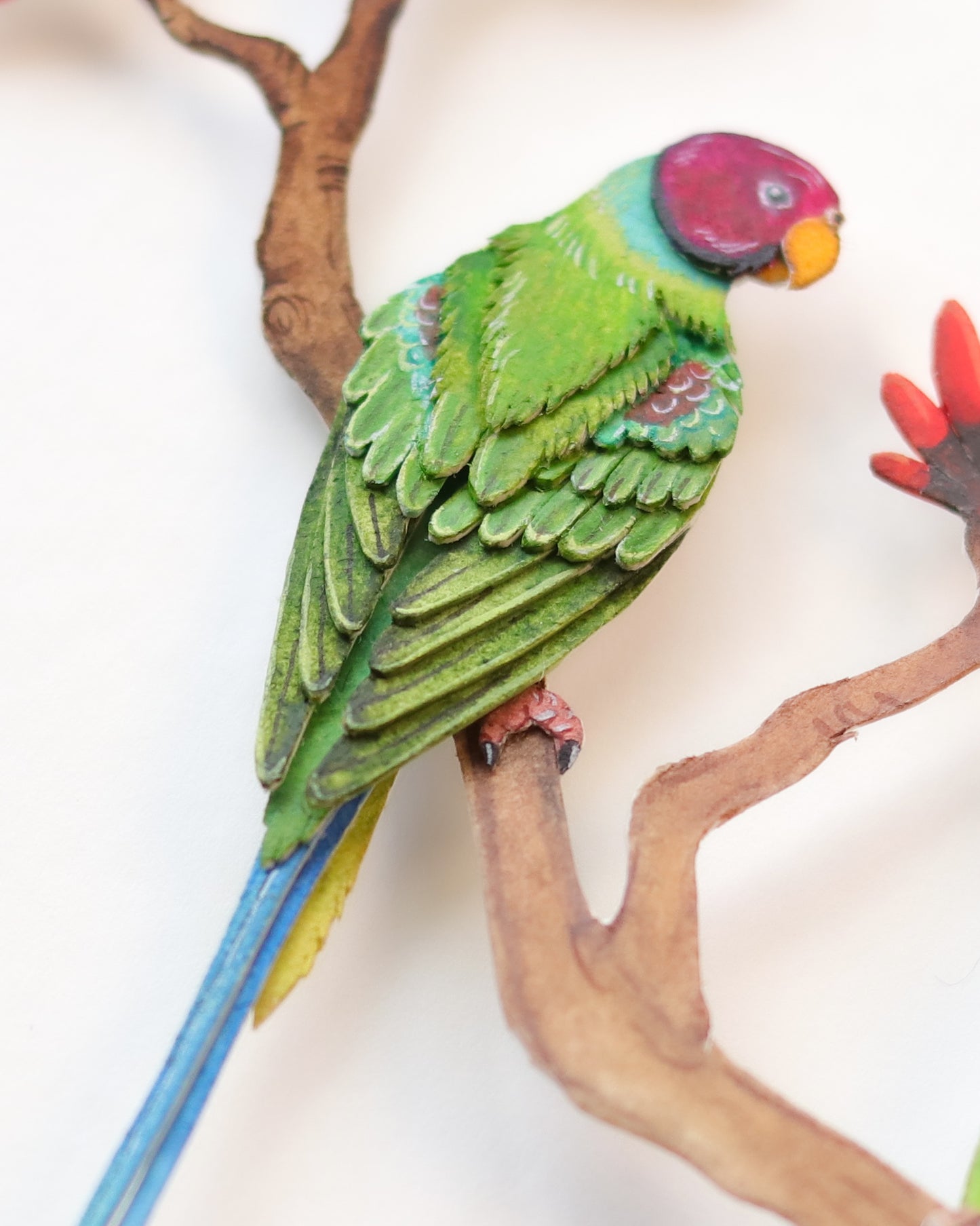 Plum-headed Parakeet
