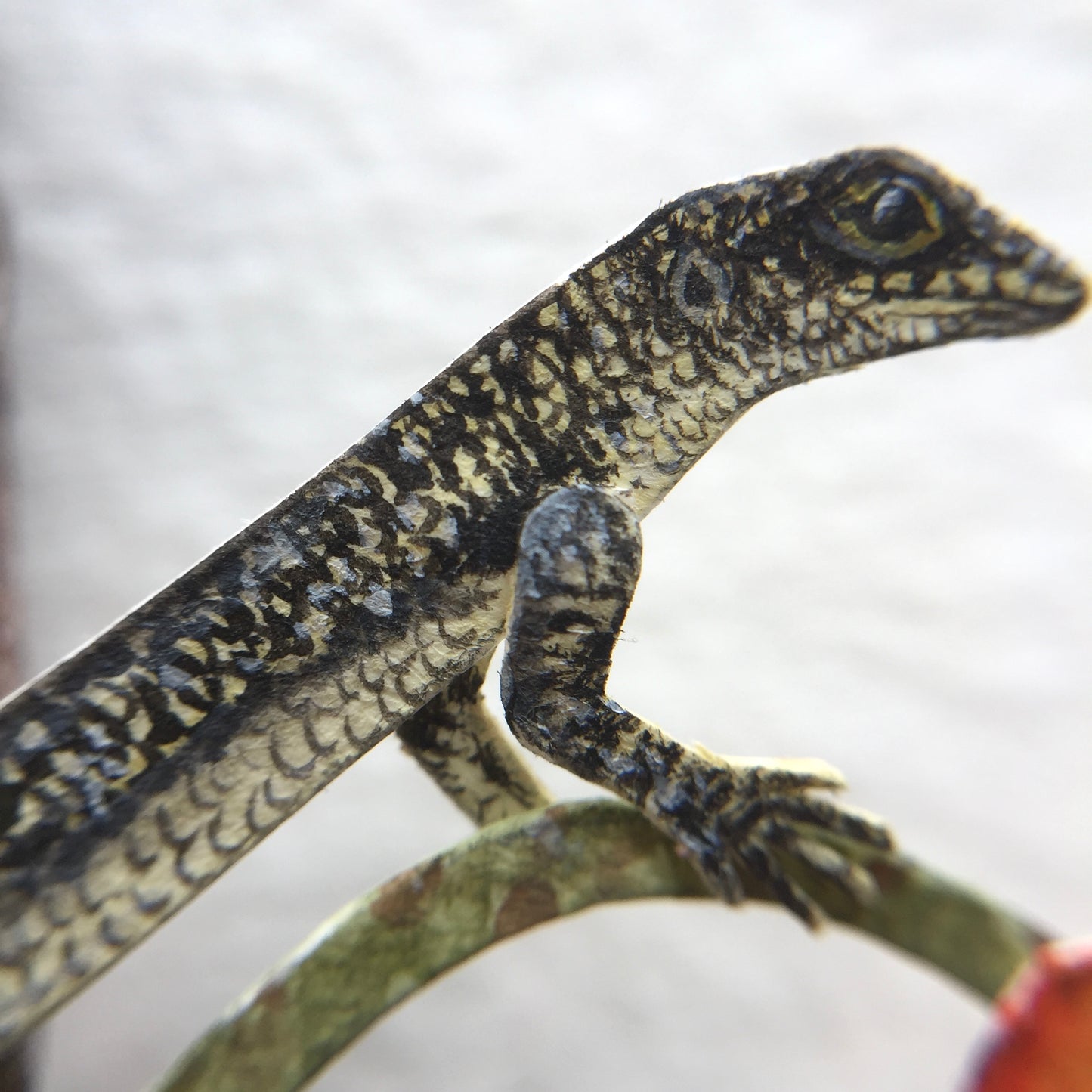 The Noronha Skink