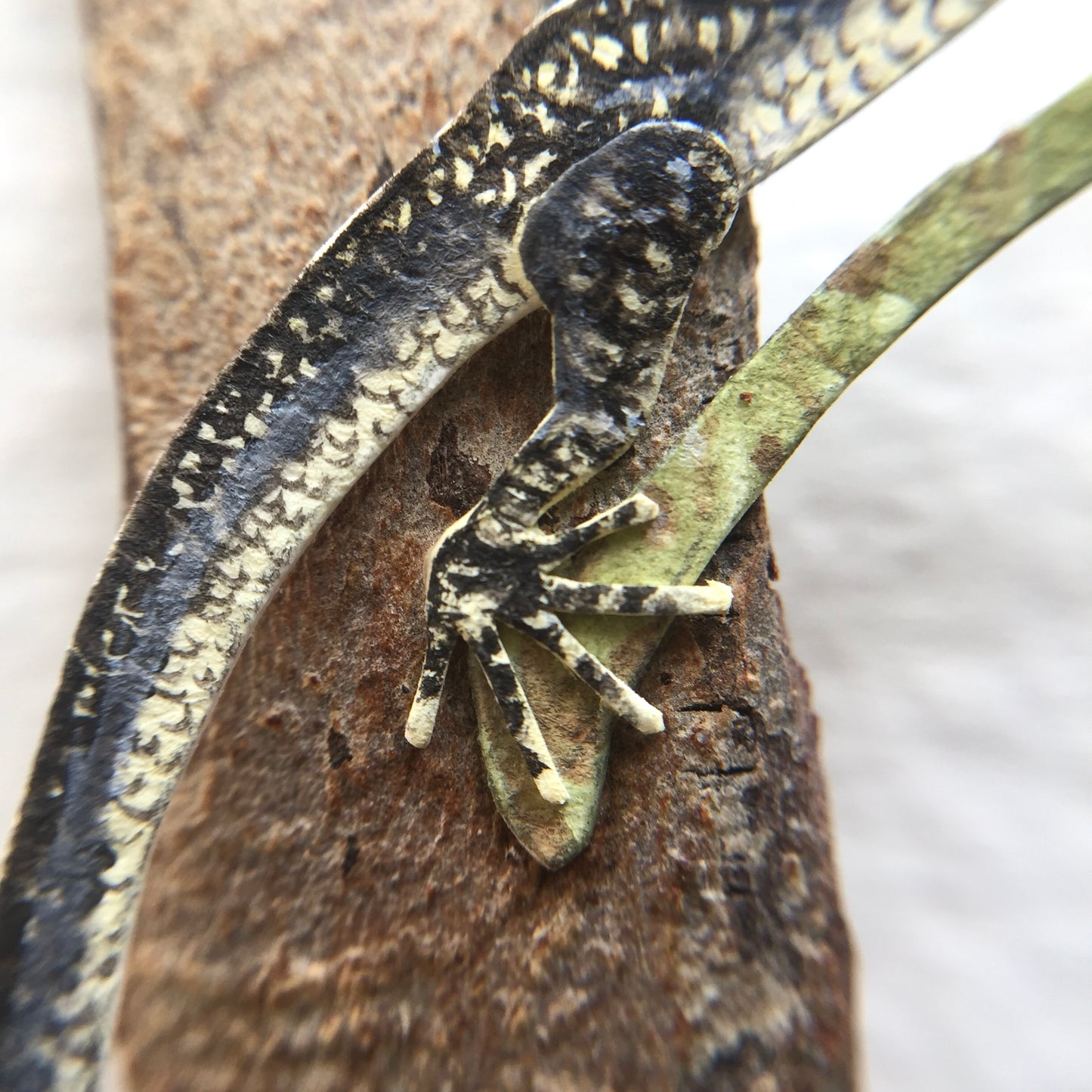 The Noronha Skink