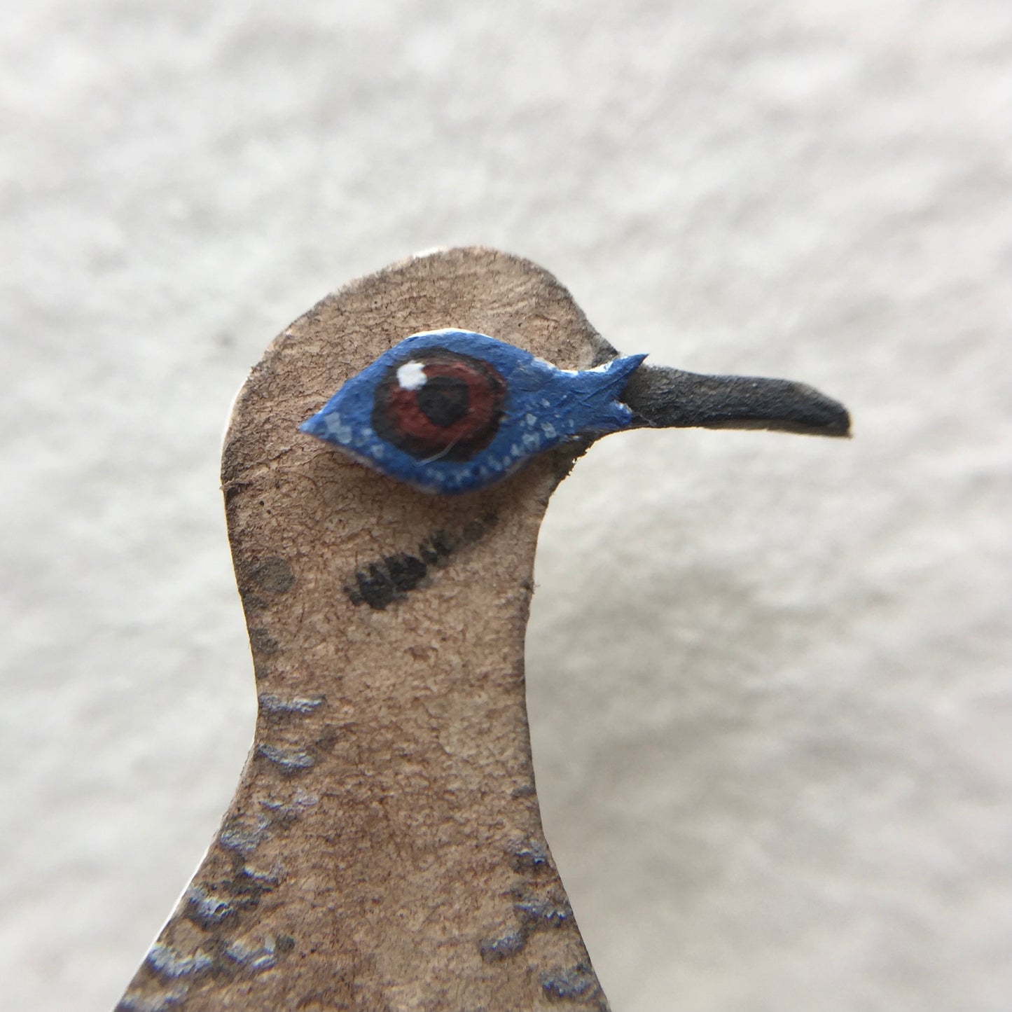 White winged dove