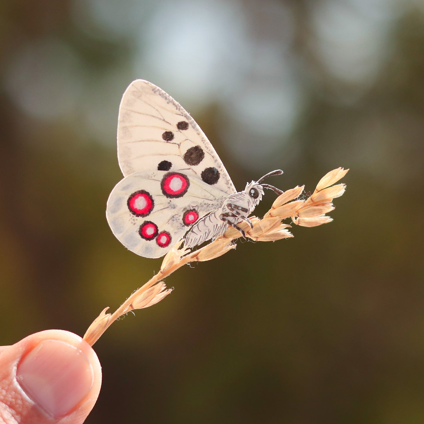 Apollo butterfly