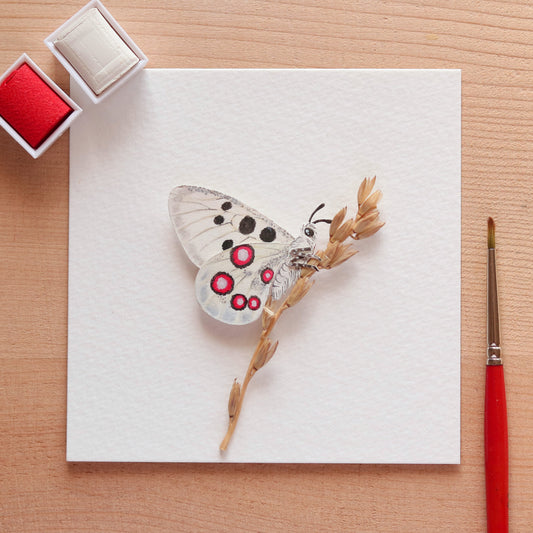 Apollo butterfly