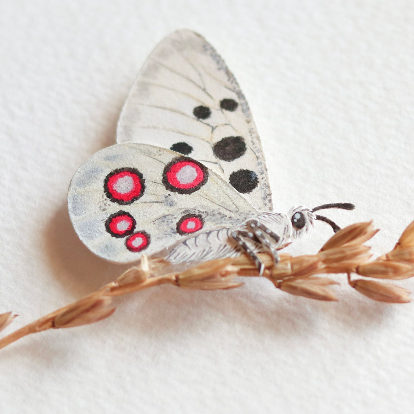 Apollo butterfly