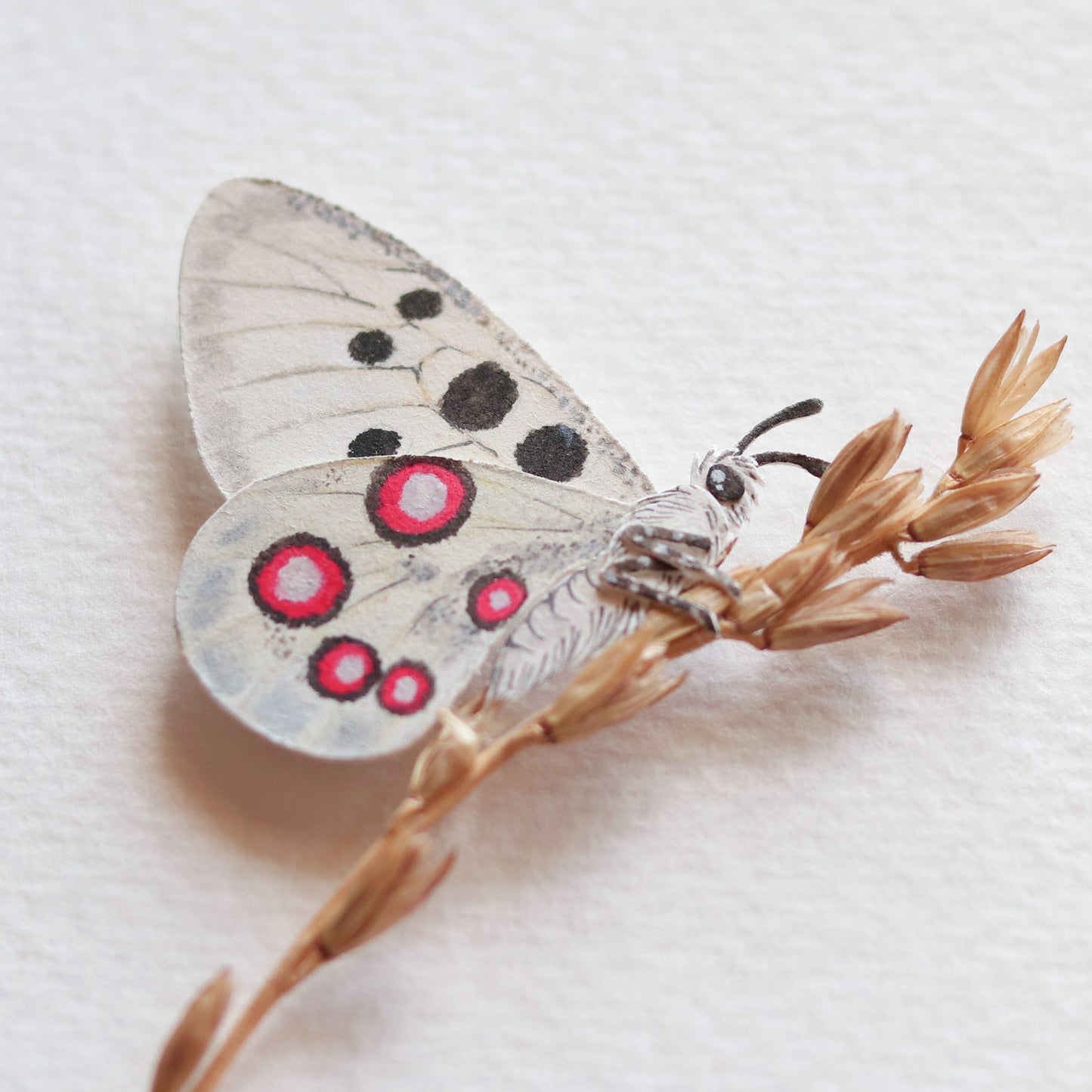 Apollo butterfly