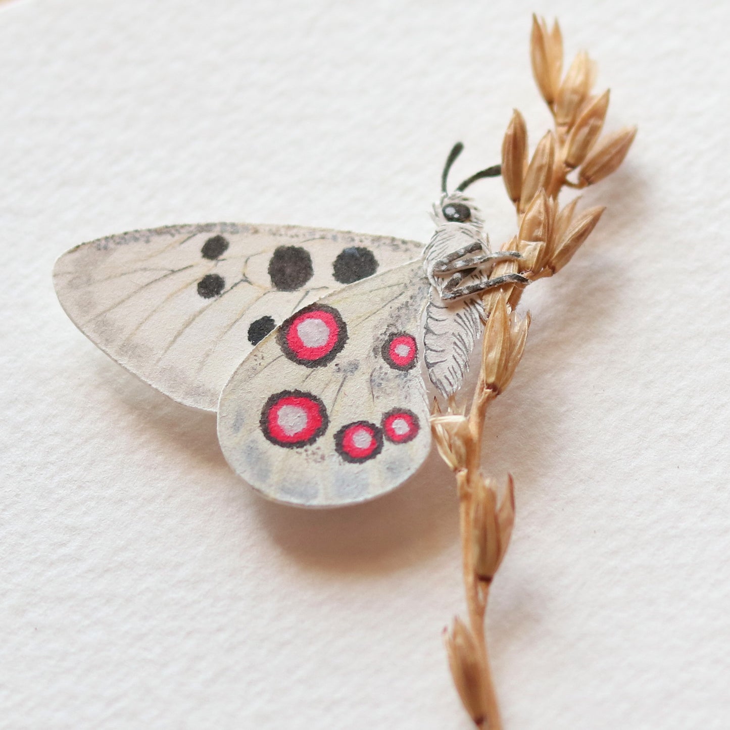 Apollo butterfly