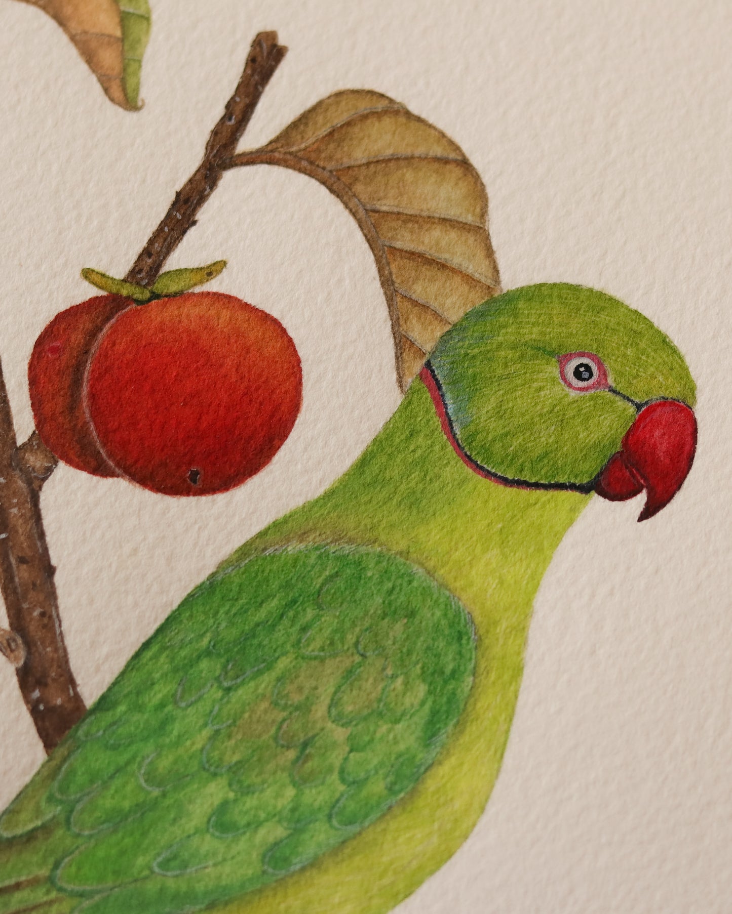 Rose-ringed Parakeet