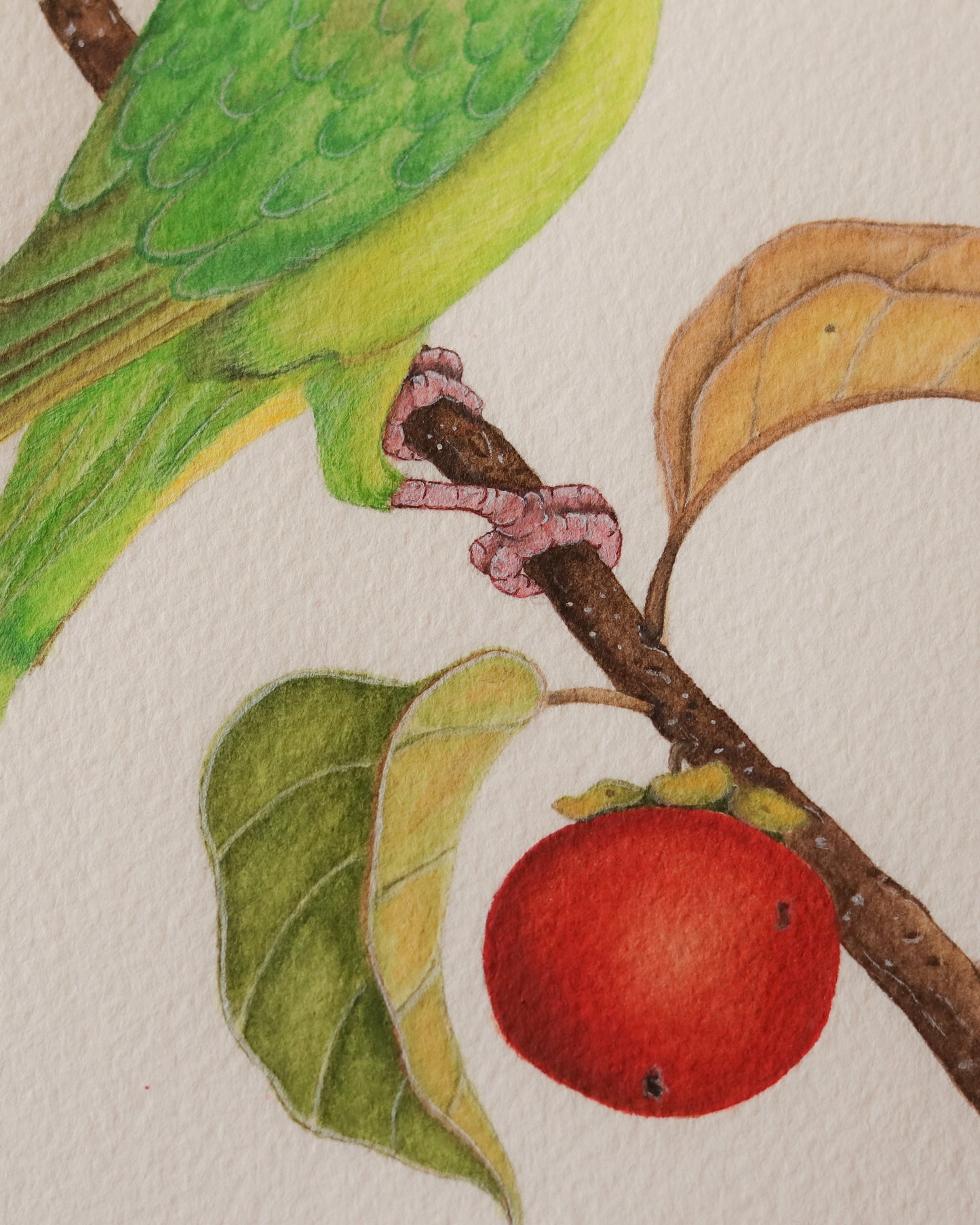 Rose-ringed Parakeet