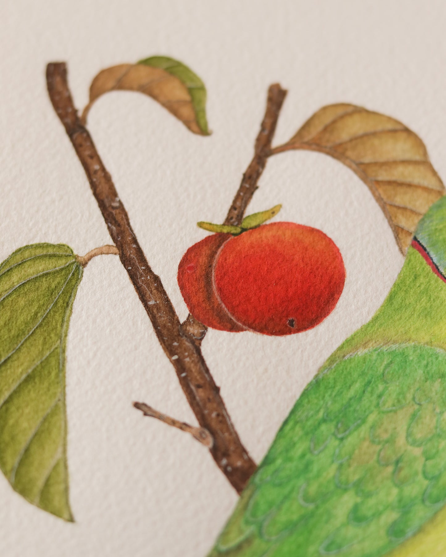 Rose-ringed Parakeet