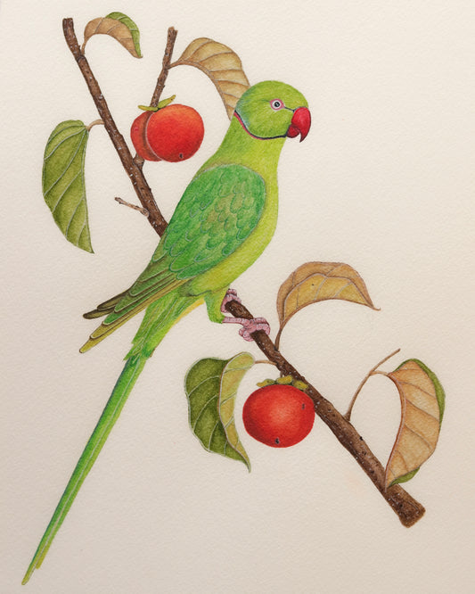 Rose-ringed Parakeet