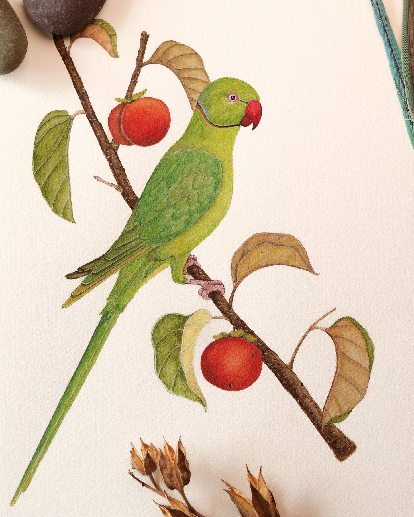 Rose-ringed Parakeet
