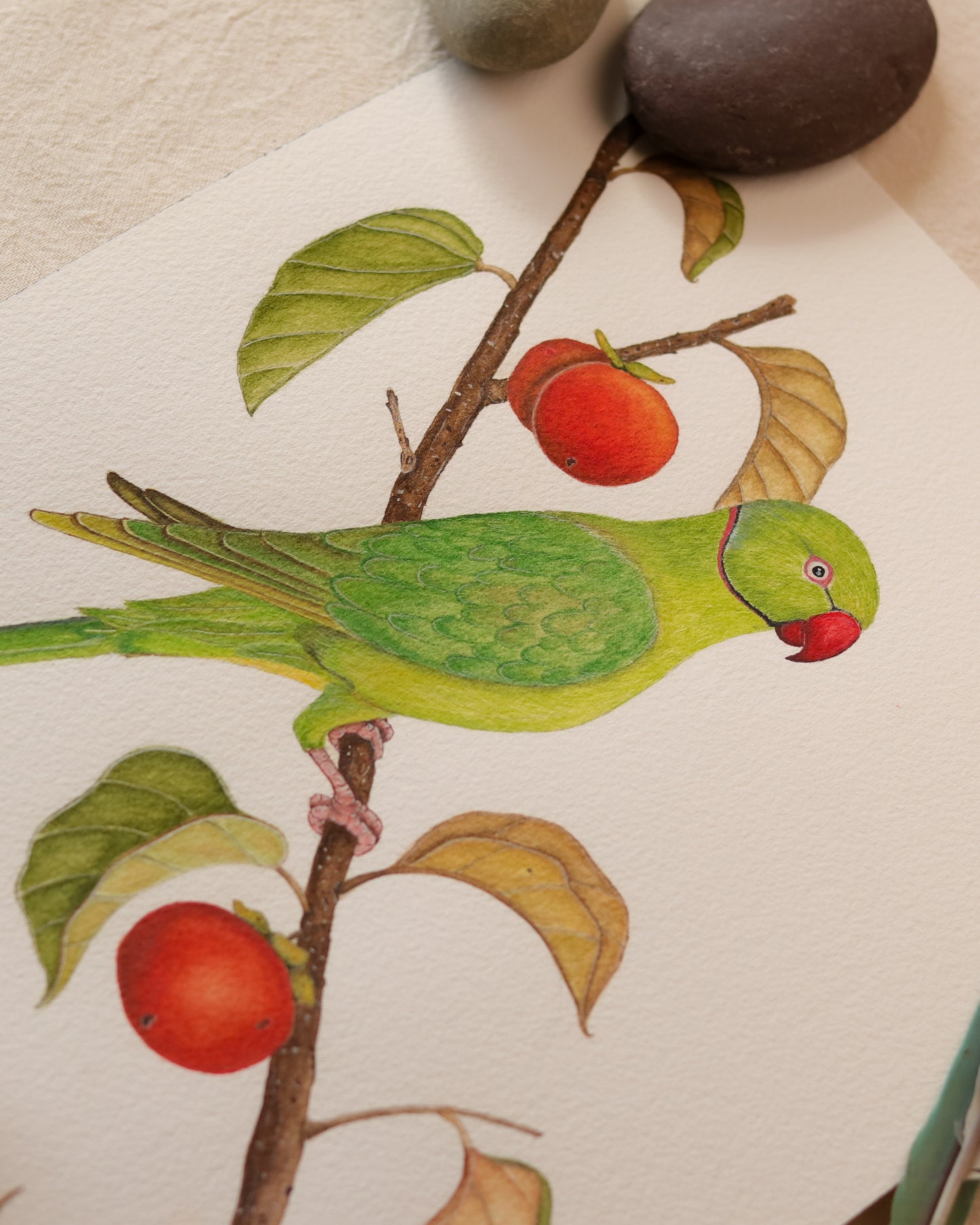 Rose-ringed Parakeet