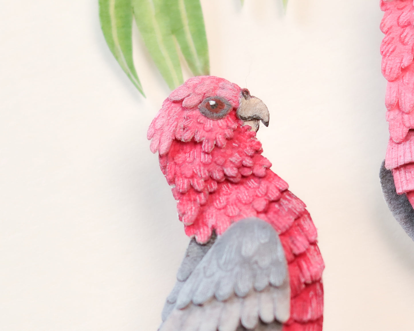 Galah Cockatoo