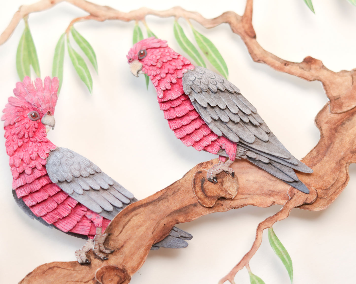 Galah Cockatoo