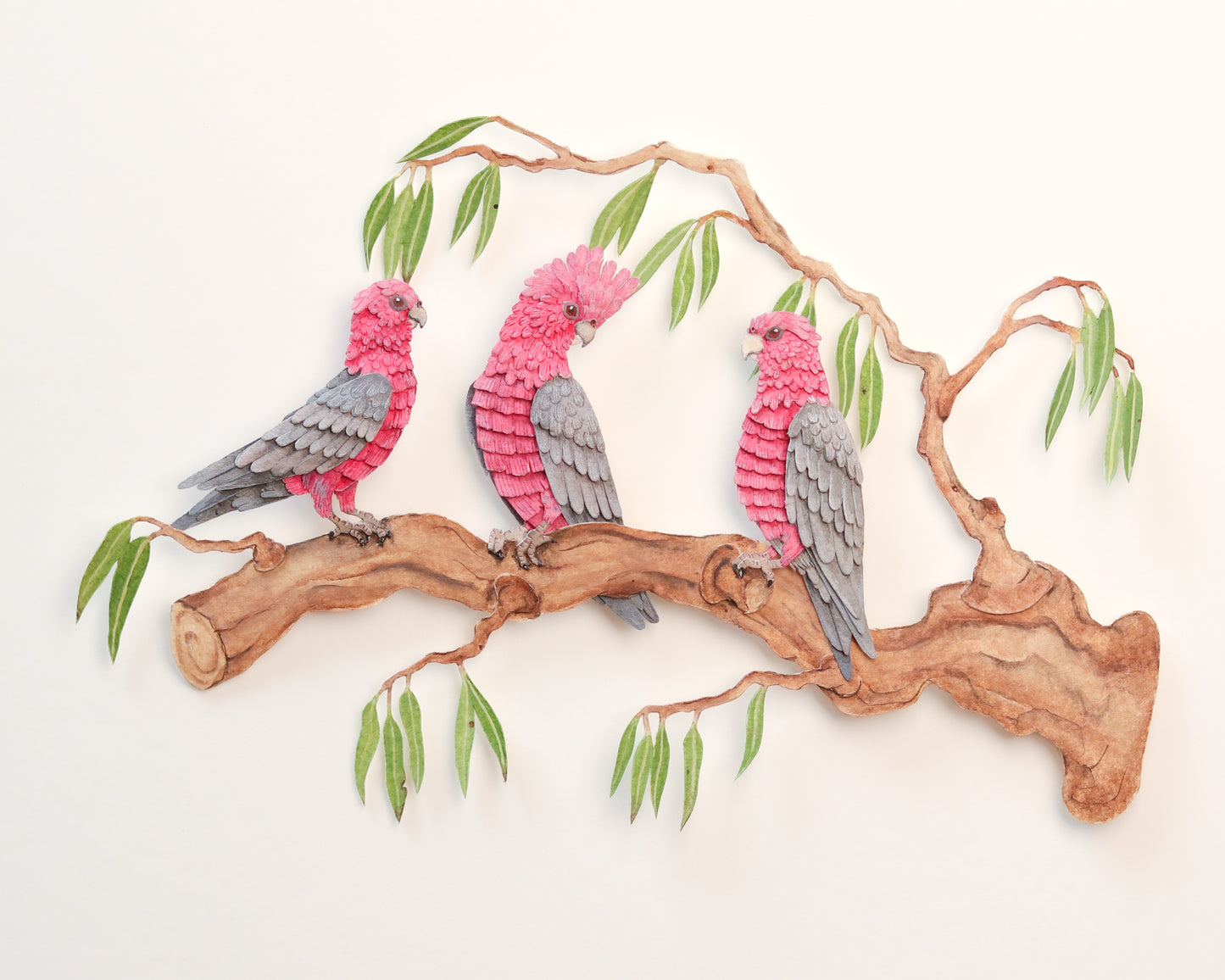 Galah Cockatoo