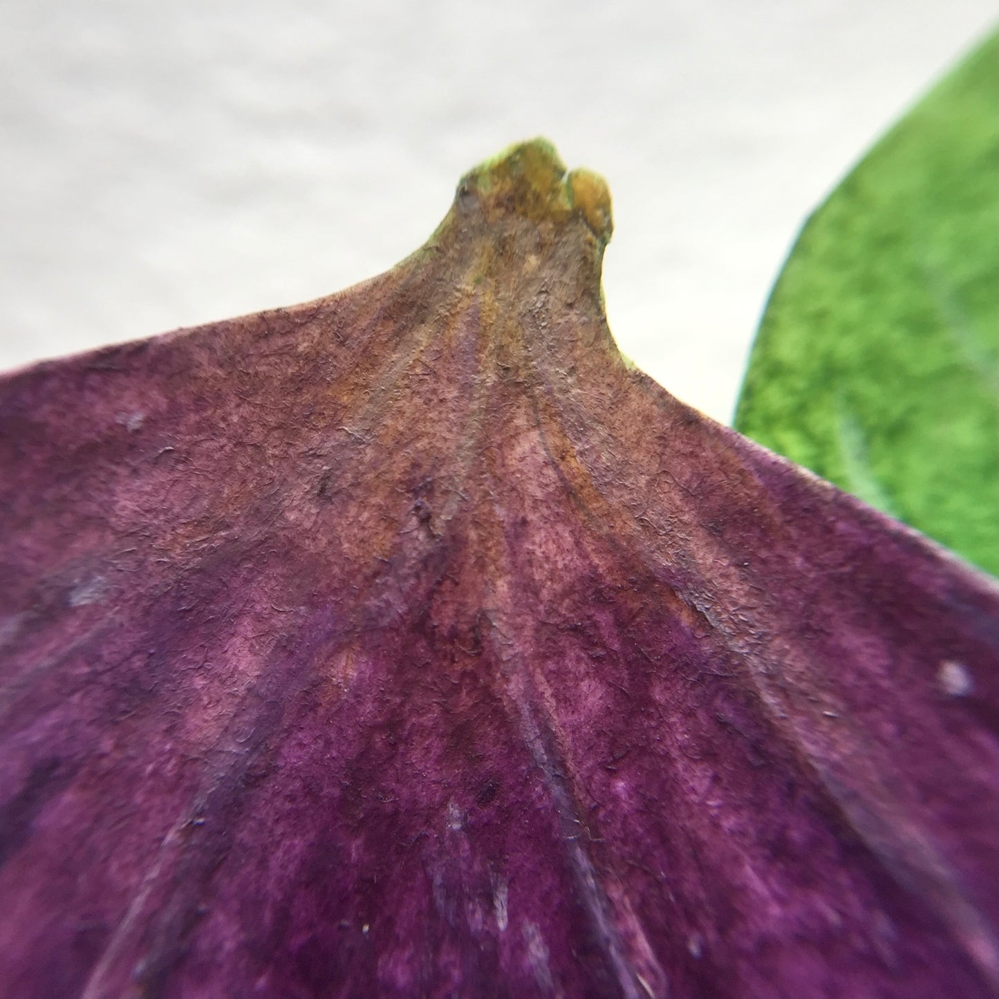 Fig wasp