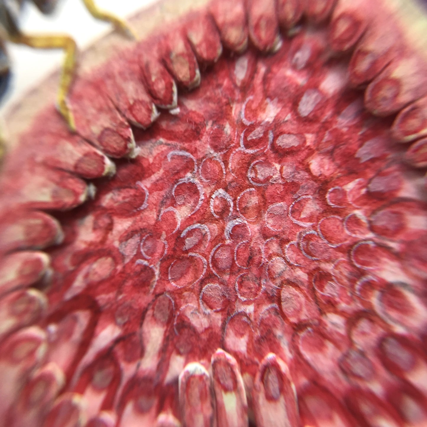 Fig wasp