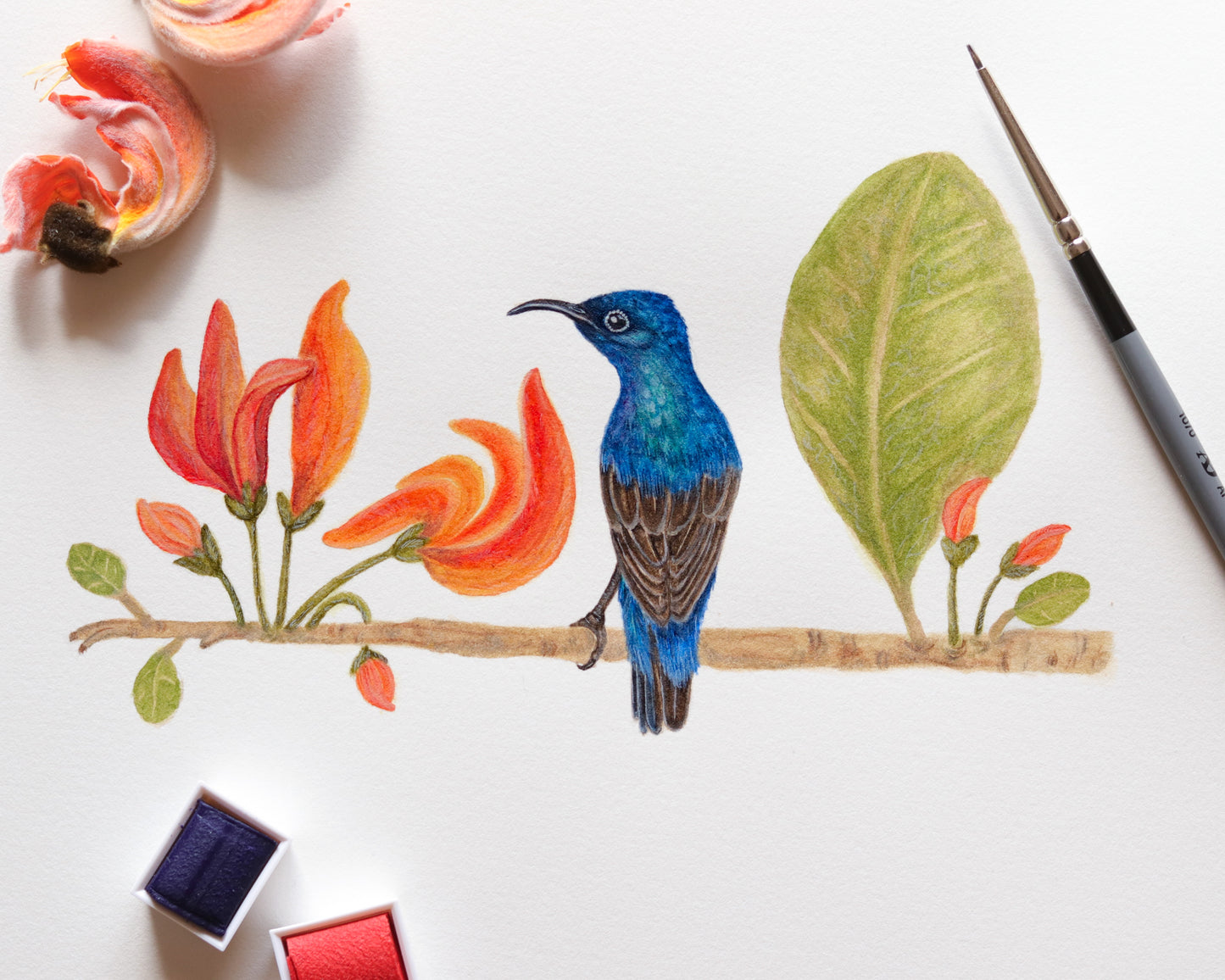 Purple sunbird