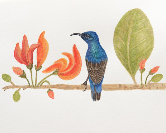Purple sunbird