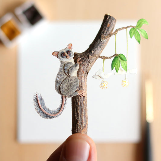 Bush Baby