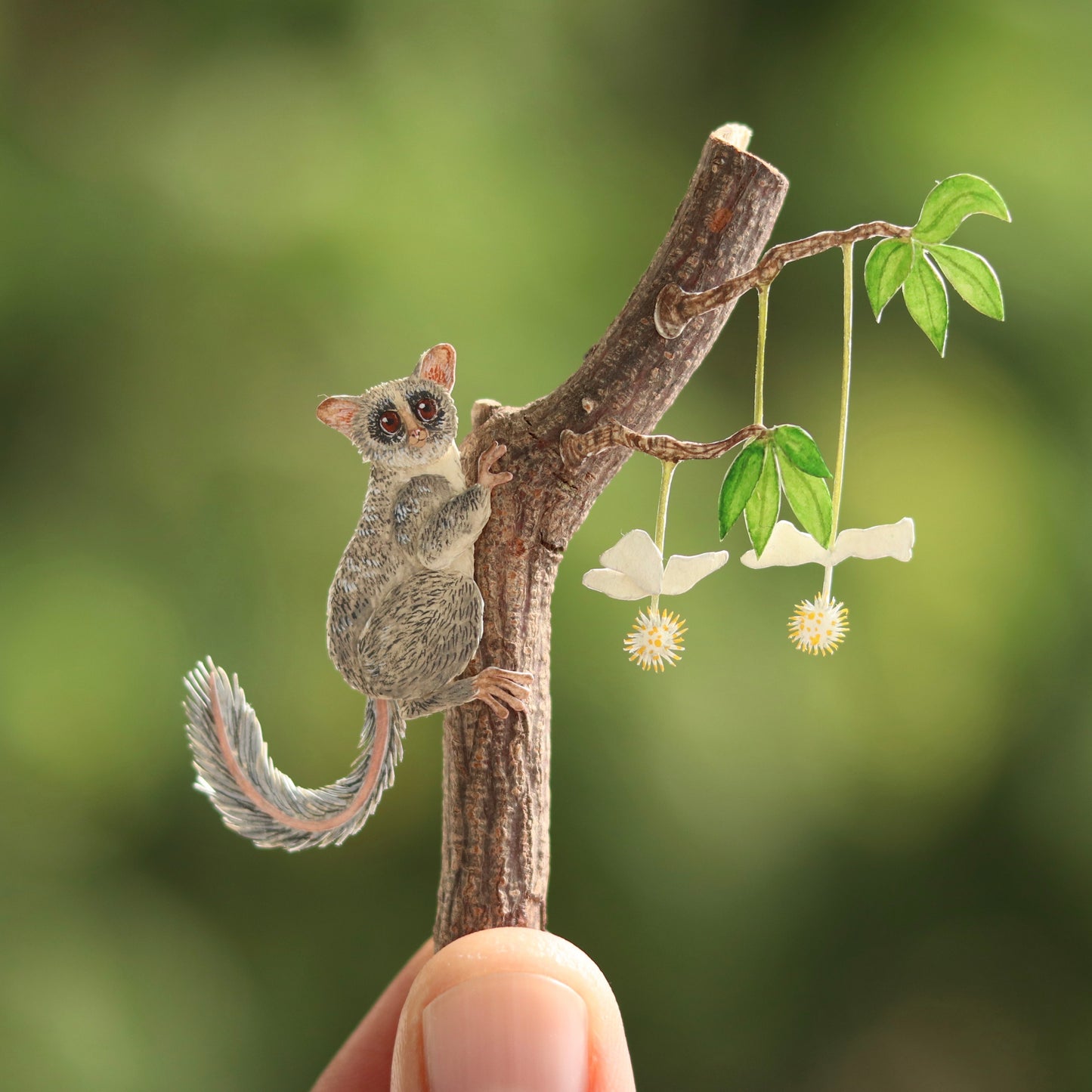 Bush Baby