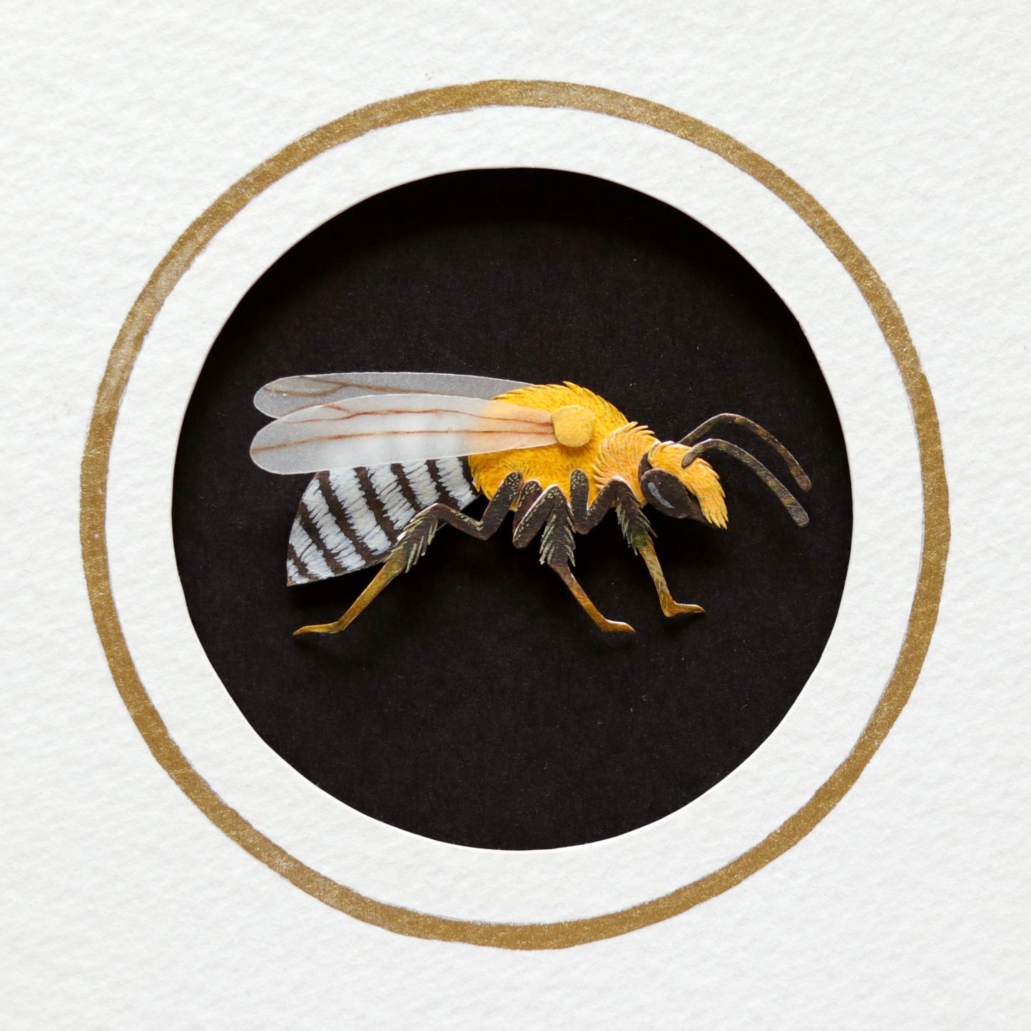 Squash Bee