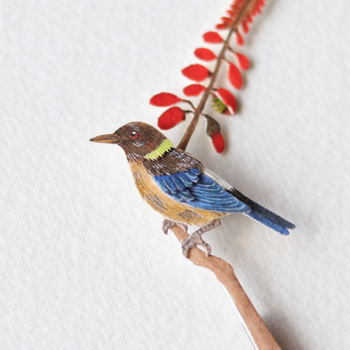 Golden collared honeycreeper