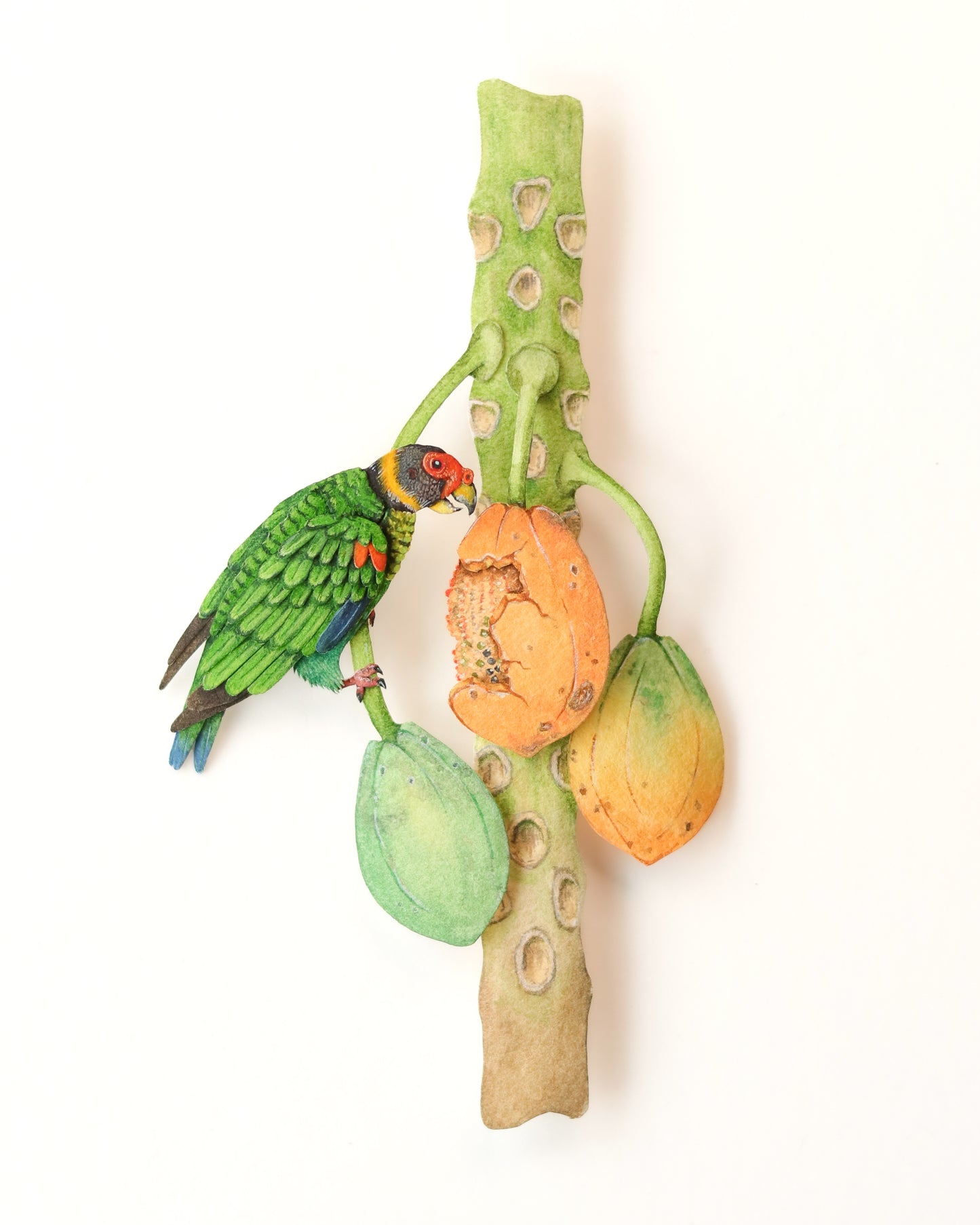 Vulturine Parrot