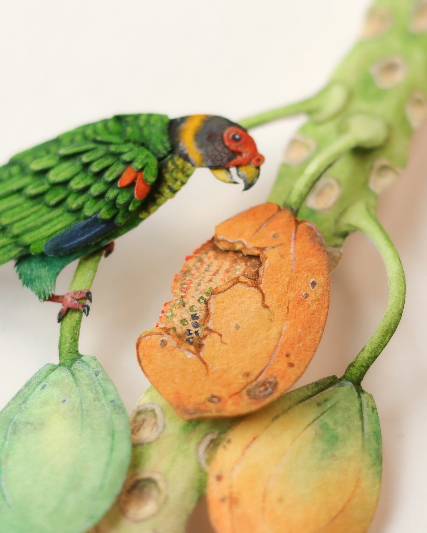 Vulturine Parrot