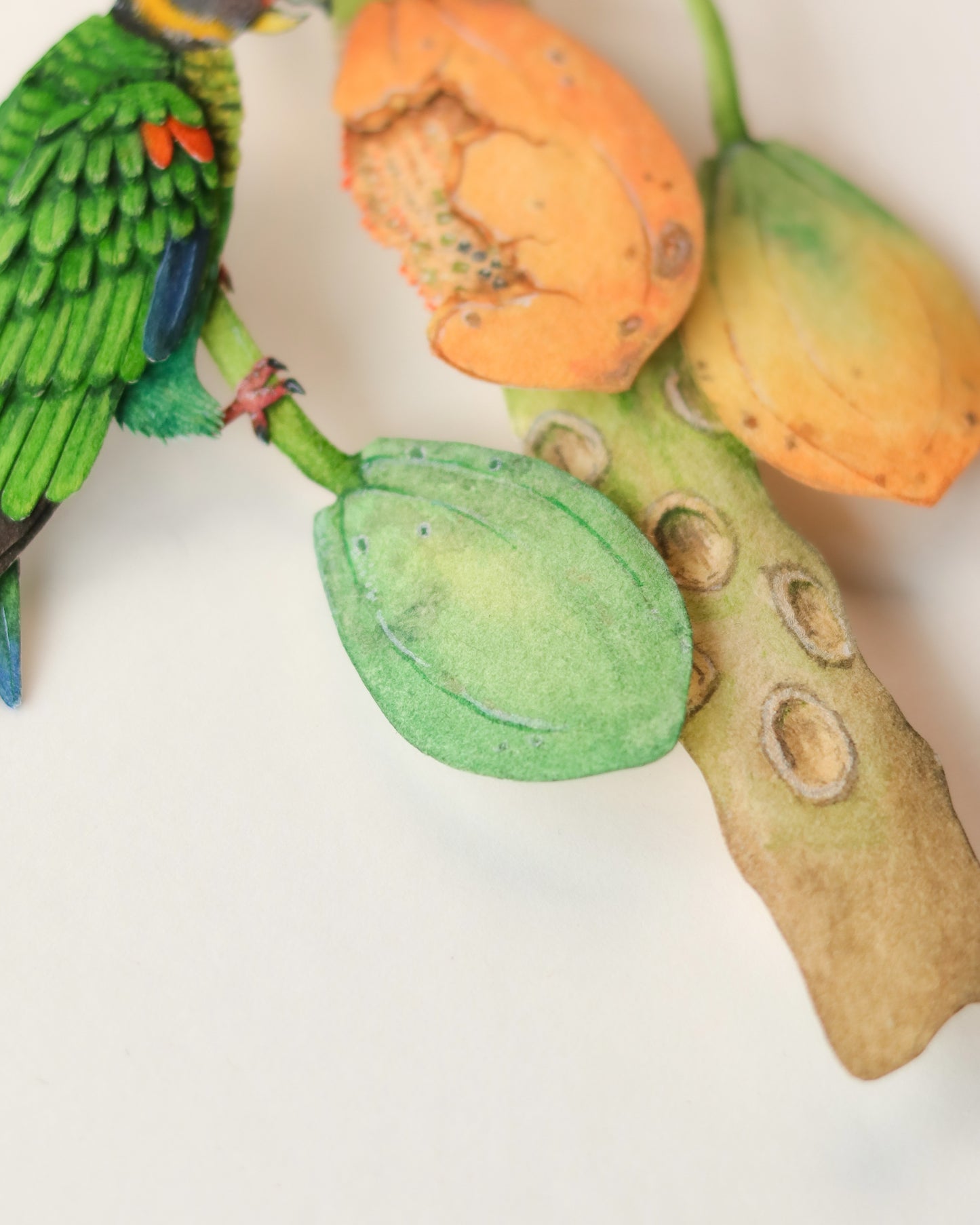 Vulturine Parrot