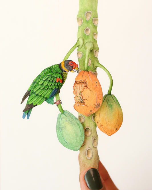 Vulturine Parrot