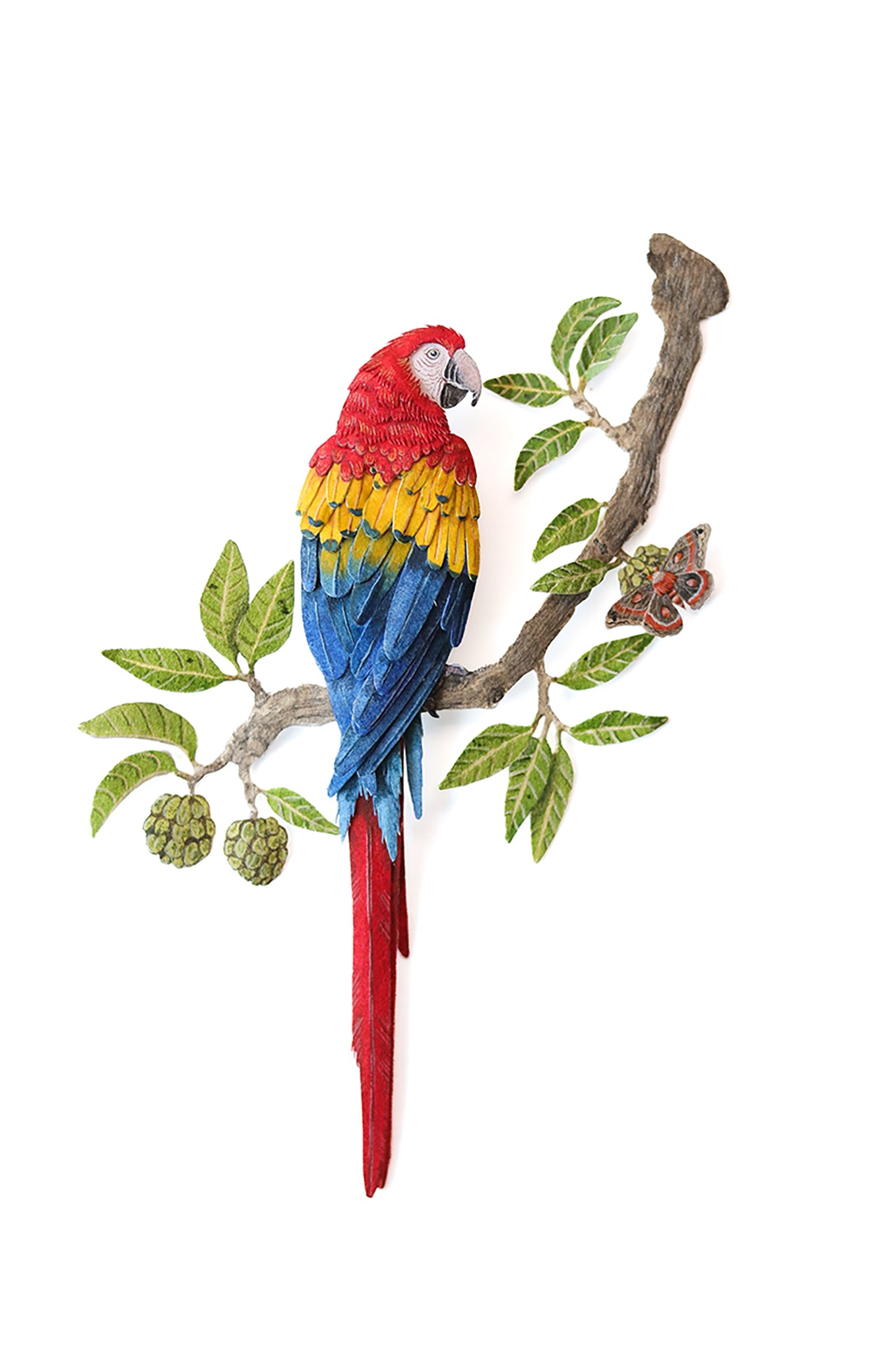 Scarlet Macaw