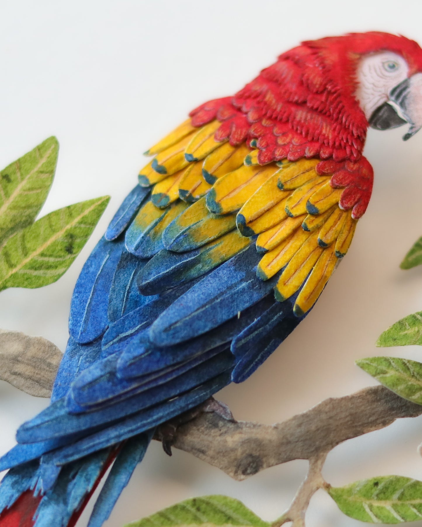 Scarlet Macaw