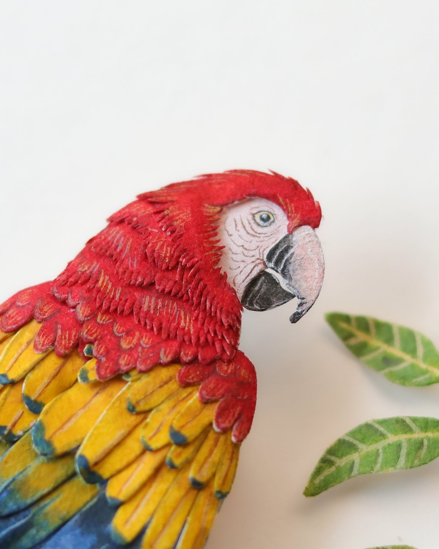 Scarlet Macaw