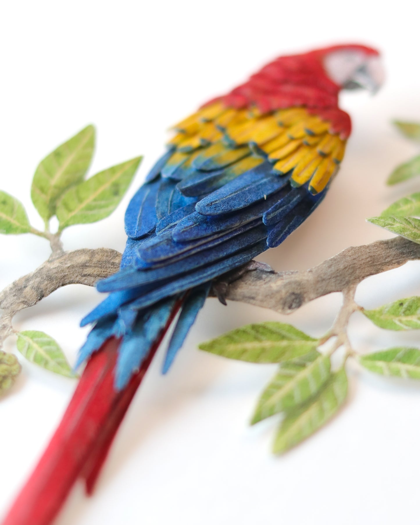Scarlet Macaw