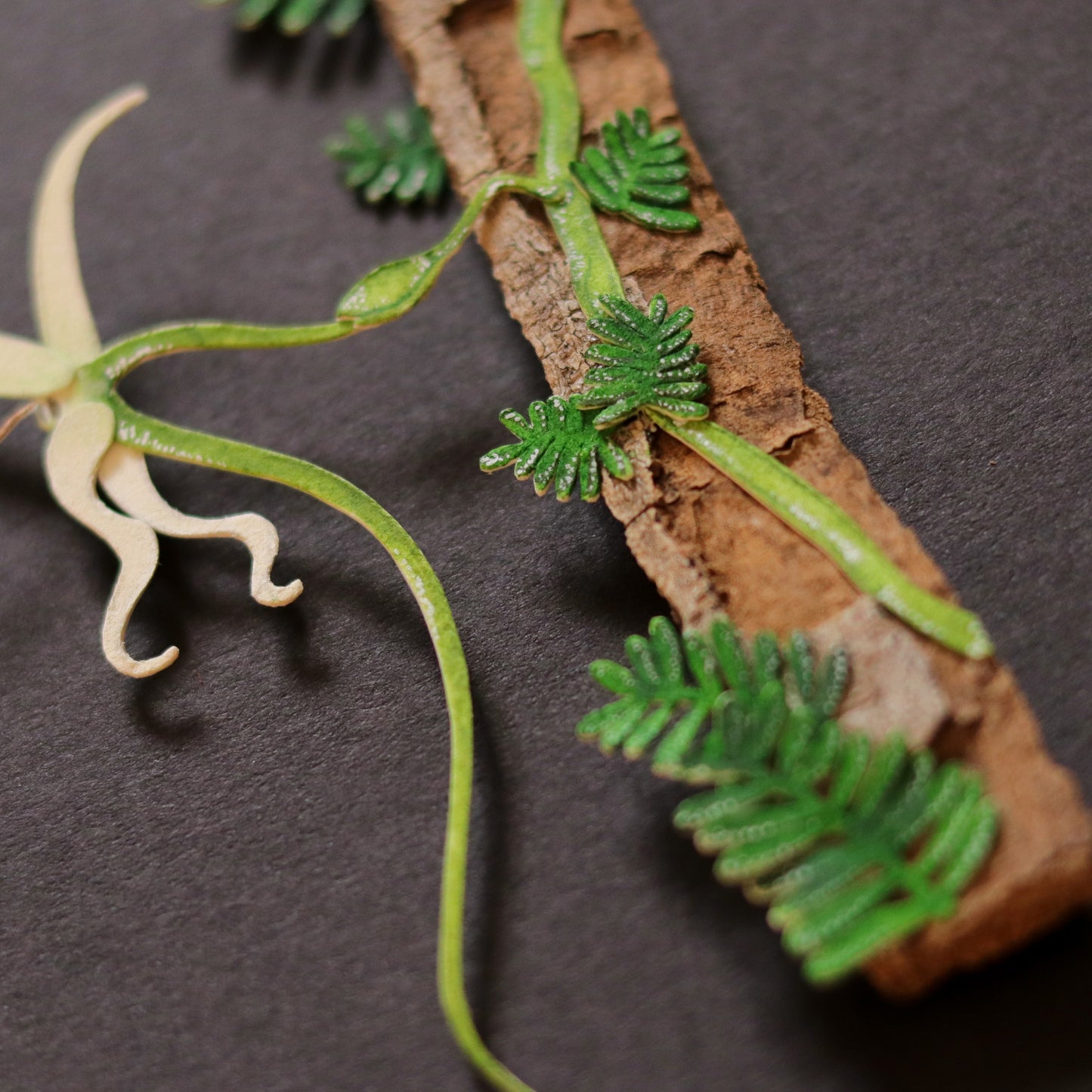 Madagascan Sphinx Moth
