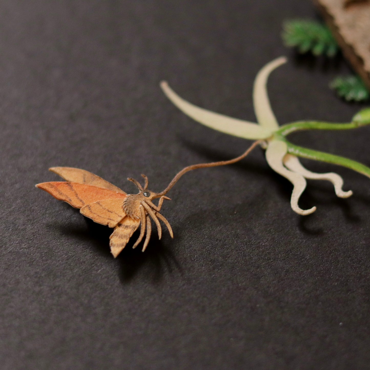 Madagascan Sphinx Moth